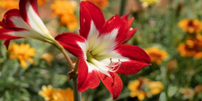 Amaryllis Rooms